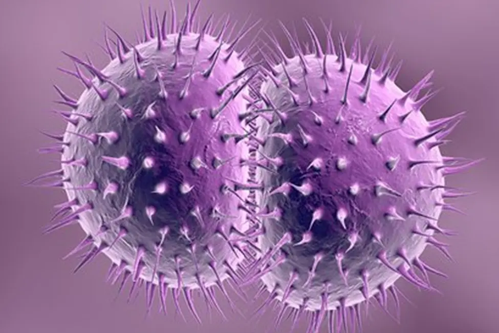 STI.gonorrhoeae_fotolia.975x650